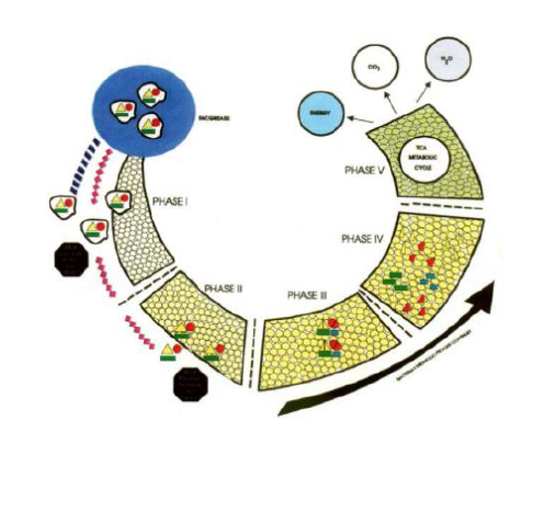 MD159 Microorganism TCA Cycle Metabolism Breakdown
